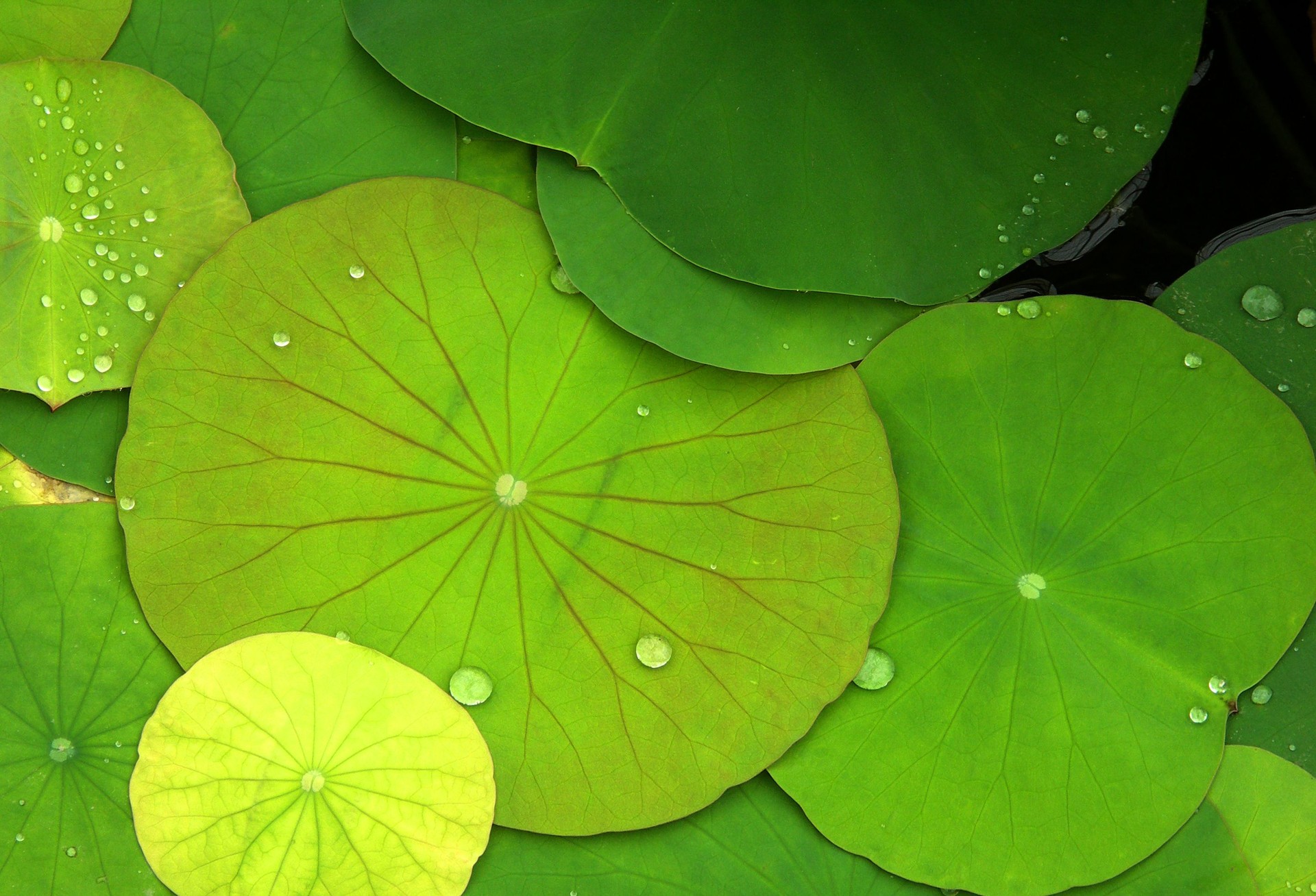 Green Water Lilies and dew drops