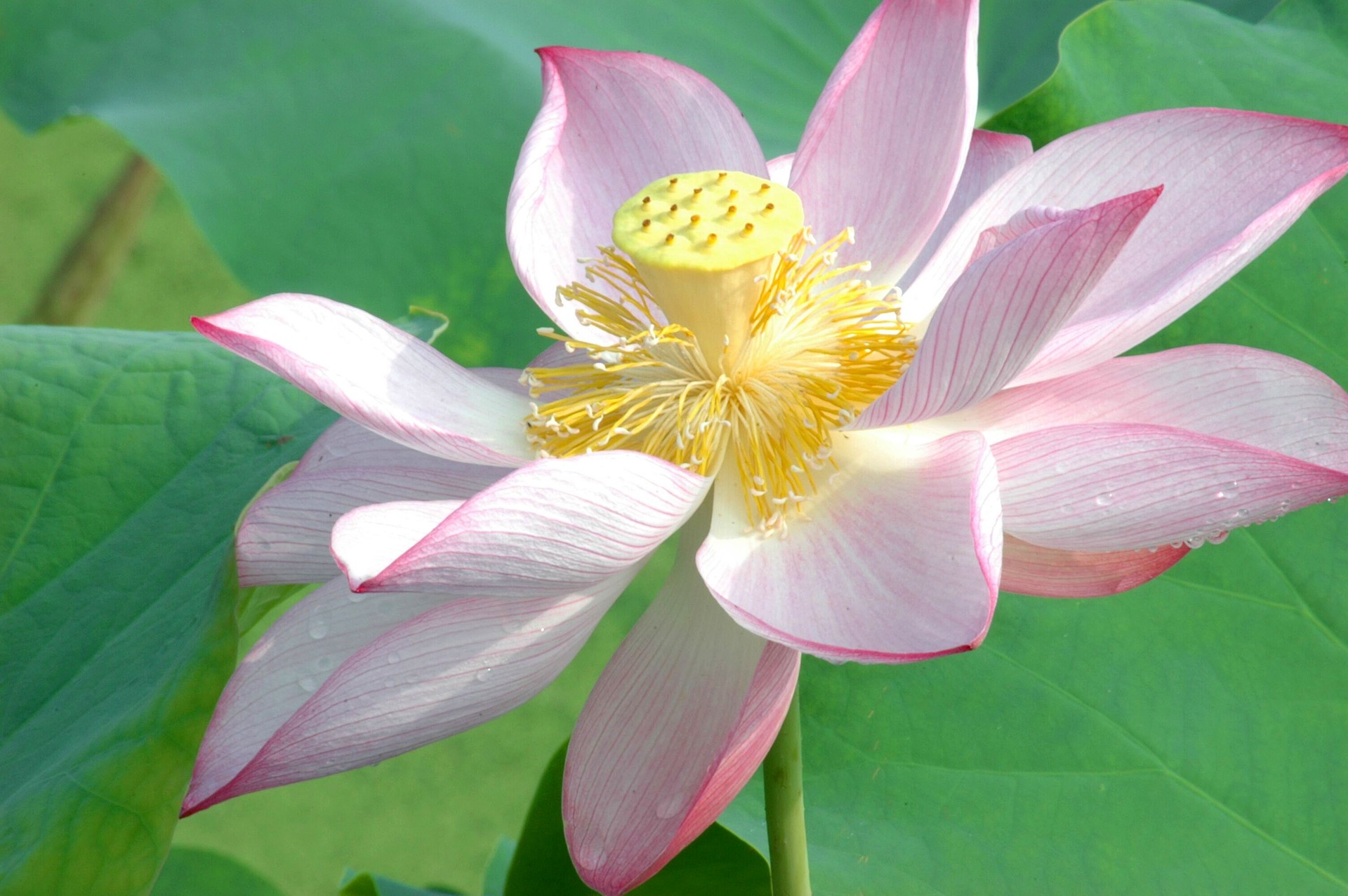blooming lotus flower in summer pond with green leaves as background